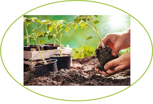 29 февраля 2024 года на базе ФГБНУ ВНИИФ состоится 8-й научно-практический семинар «Агротехника и защита древесных растений в питомнике и частном саду».